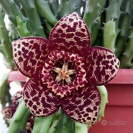 Orbea variegata (stapelia)