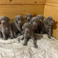 Weimarer cuccioli