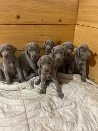 Weimarer cuccioli