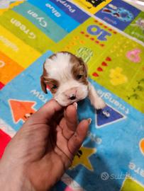 Cavalier king