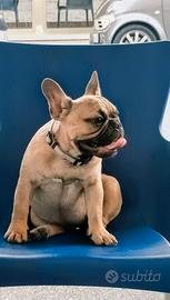 Ultime due bulldog francese pedigree enci