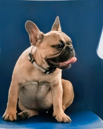 Ultime due bulldog francese pedigree enci