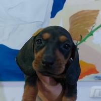 Bassotto kaninchen