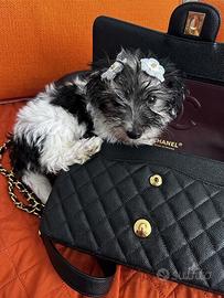 Yorkshire terrier biewer