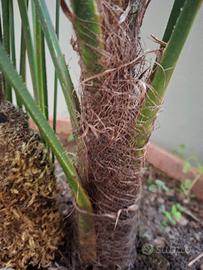 Palme orientali Trachycarpus da regali.