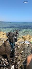 Cucciolo amstaff