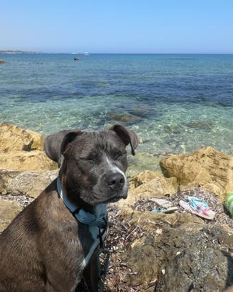 Cucciolo amstaff