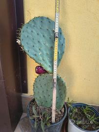 cactus alto 50cm 