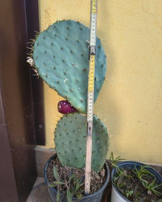 cactus alto 50cm 
