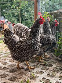 Galline Amrock