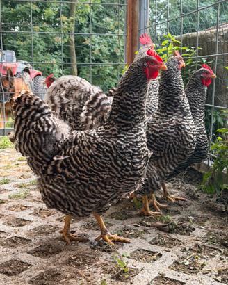 Galline Amrock