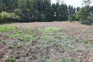 Terreno edificabile in Palestro