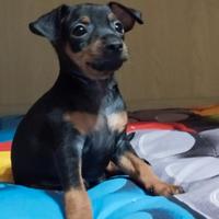 Tenerissimi cuccioli di pincher