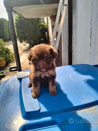 Lagotto