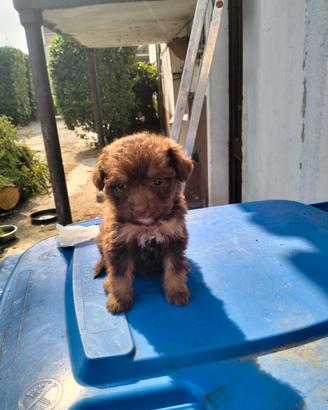 Lagotto