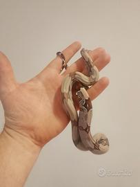 Boa, serpenti
