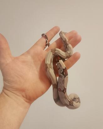 Boa, serpenti