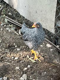 Gallo