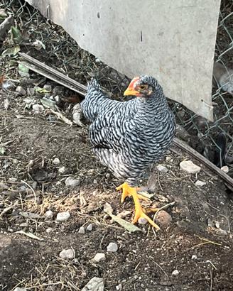 Gallo
