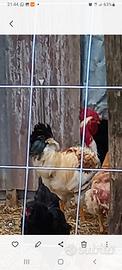 Polli, Galli, Galline
