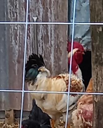 Polli, Galli, Galline