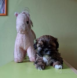 Meravigliosi cuccioli di Shitzu