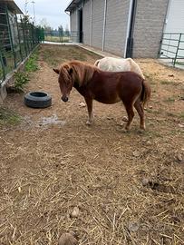 Pony femmina