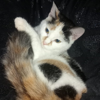 Gattina