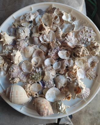 mare decorazioni 