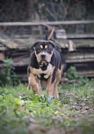 American bully xl