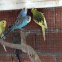 Vendita pappagalli