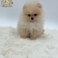 Esclusivo cucciolo Spitz di Pomerania