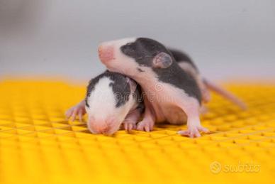 Ratto domestico