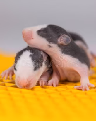 Ratto domestico