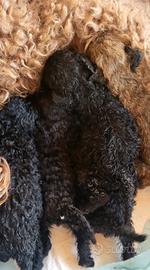 Cucciolata di barboncino nano