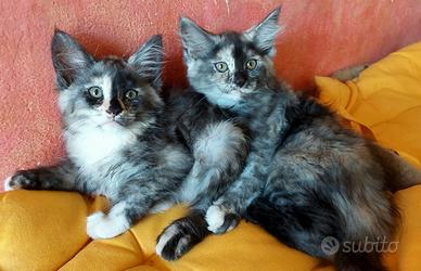 Maine Coon 2 cucciole Tabby di 2 mesi gemelle