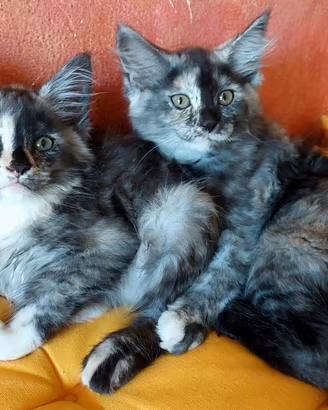 Maine Coon 2 cucciole Tabby di 2 mesi gemelle
