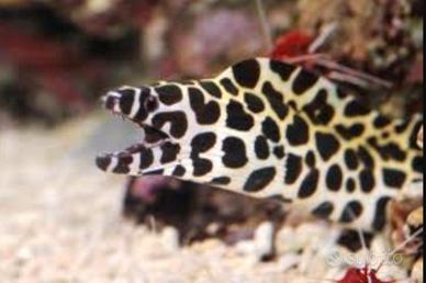 murena leopardo acquario marino 