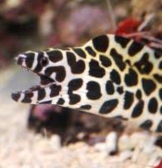 murena leopardo acquario marino 