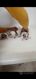 Cuccioli jack russell