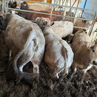 Vacche e vitelli piemontesi