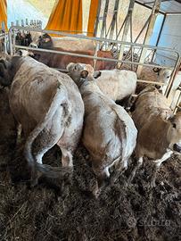 Vacche e vitelli piemontesi