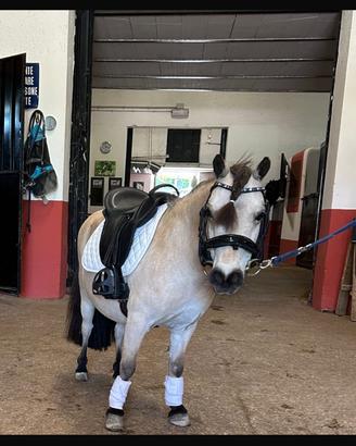 Pony