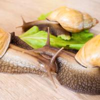 Lumache africane giganti