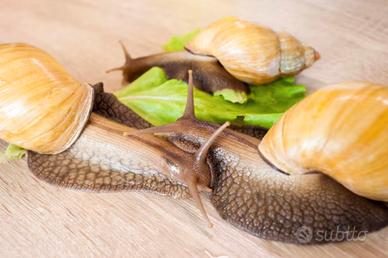 Lumache africane giganti