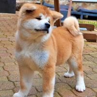 Cucciolo maschio di Akita inu arancione