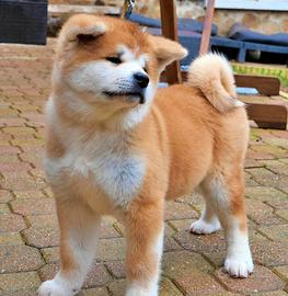 Cucciolo maschio di Akita inu arancione