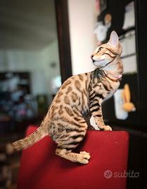 Cucciola di Gatto Bengala 4 mesi disponibile