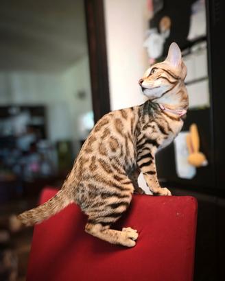 Cucciola di Gatto Bengala 4 mesi disponibile