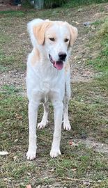 Luis, cucciolone mix Labrador ADOZIONE